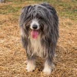 Bearded Collie Coco, 09/2024, ca.  45- 50 cm
