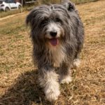 Bearded Collie Coco, 09/2024, ca.  45- 50 cm