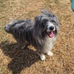 Bearded Collie Coco, 09/2024, ca.  45- 50 cm
