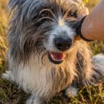 Bearded Collie Coco, 09/2024, ca.  45- 50 cm
