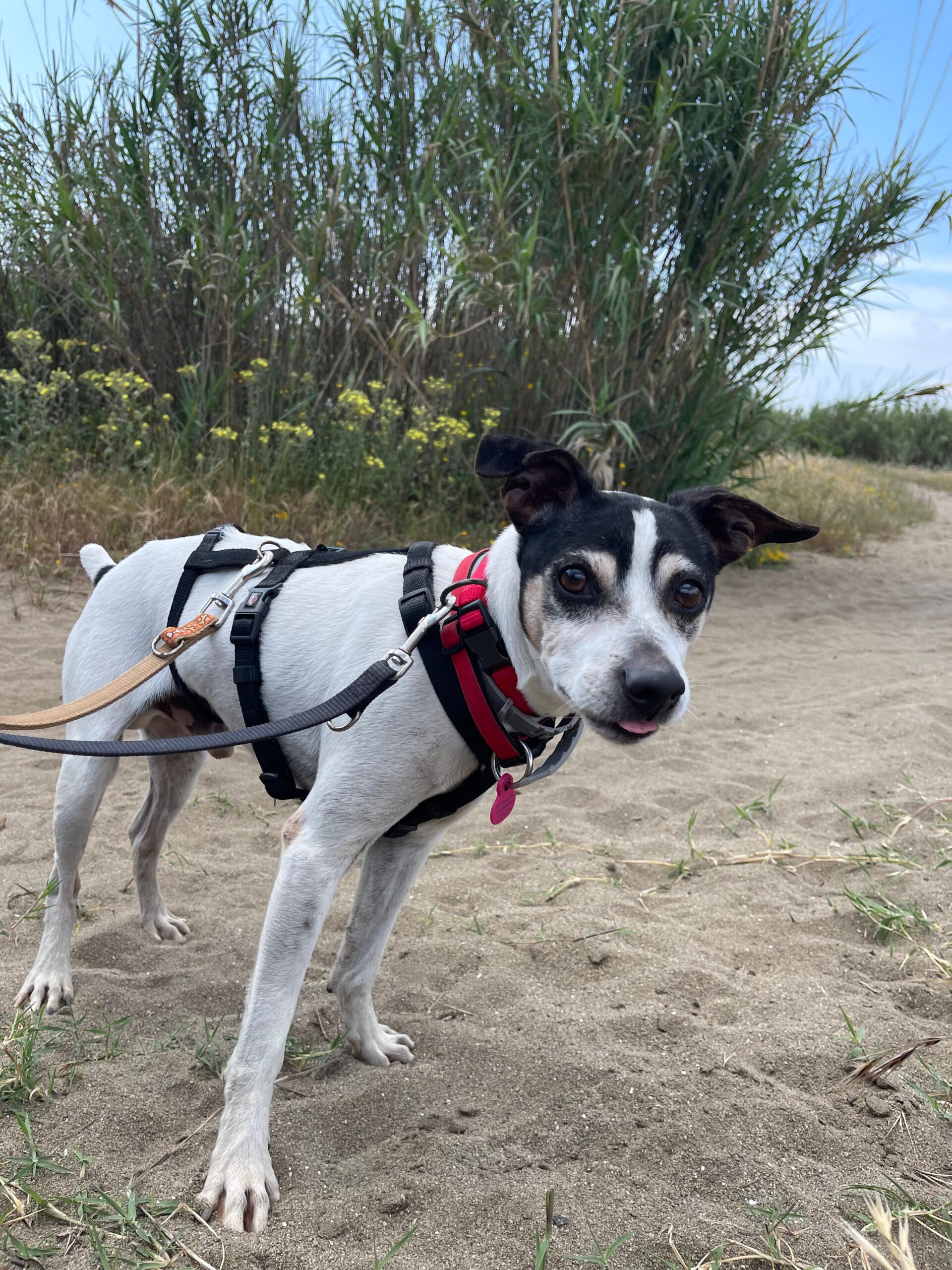 Bodeguero Cody, 05/2014, ca. 40 cm