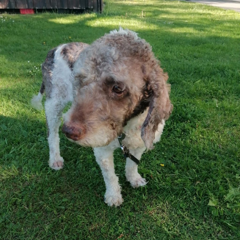 Wasserhund Copito, 04/2015, ca. 47 cm, 25572 Landscheide
