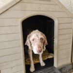 Wasserhund Copito, 04/2015, ca. 45 cm