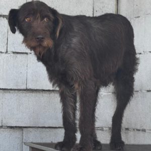 Drahthaar Daisy, 05/2018, ca. 60 cm