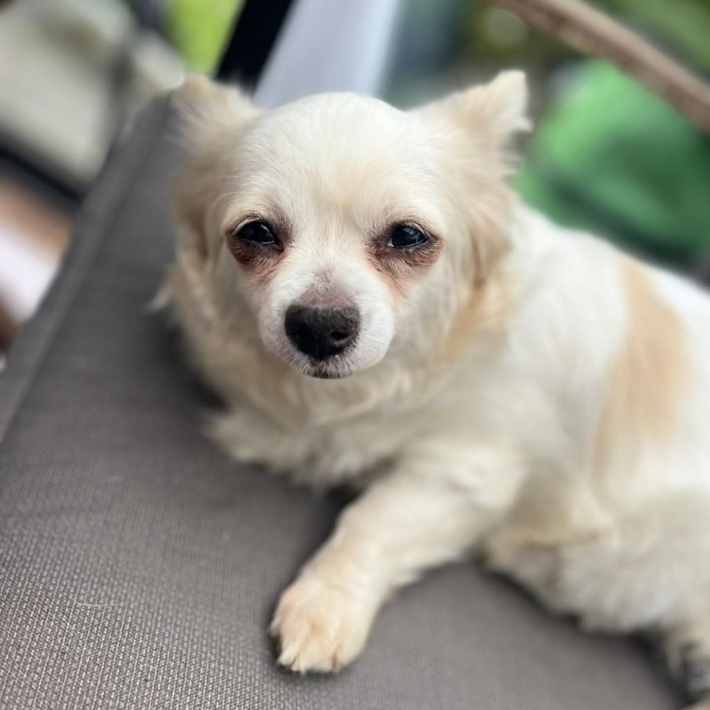 Chihuahua Dana,03/2020, ca. 20 cm, 45481 Mülheim an der Ruhr
