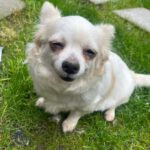 Chihuahua Dana,03/2020, ca. 20 cm, 45481 Mülheim an der Ruhr