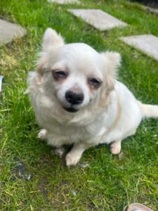 Chihuahua Dana,03/2020, ca. 20 cm, 45481 Mülheim an der Ruhr