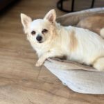 Chihuahua Dana,03/2020, ca. 20 cm, 45481 Mülheim an der Ruhr