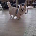 Chihuahua Dana,03/2020, ca. 20 cm, 45481 Mülheim an der Ruhr