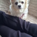 Chihuahua Dana,03/2020, ca. 20 cm, 45481 Mülheim an der Ruhr
