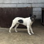 Pointer Mischling Davey, 05/2025, ca. 45 cm