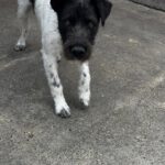 Pointer Mischling Davey, 05/2025, ca. 45 cm