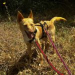 Podenco Dolly, 02/2025, ca. 40 cm