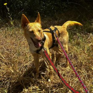 Podenco Dolly, 02/2025, ca. 40 cm