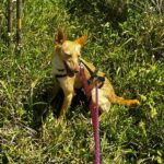 Podenco Dolly, 02/2025, ca. 40 cm