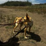 Podenco Dolly, 02/2025, ca. 40 cm