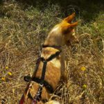 Podenco Dolly, 02/2025, ca. 40 cm