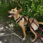 Podenco Dolly, 02/2025, ca. 40 cm