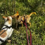 Podenco Dolly, 02/2025, ca. 40 cm