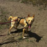 Podenco Dolly, 02/2025, ca. 40 cm
