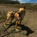 Podenco Dolly, 02/2025, ca. 40 cm