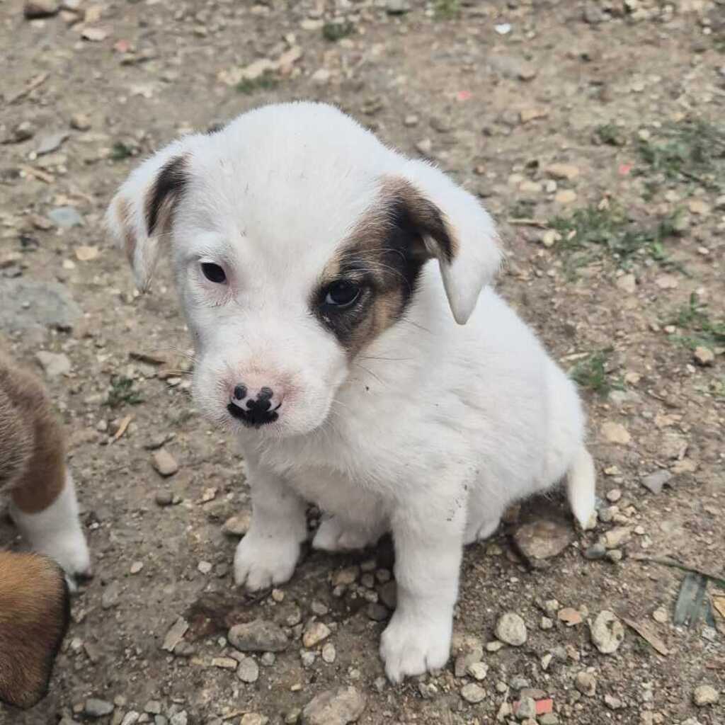 Mischling Elba, 03/2026, Endgröße ca. 60 cm
