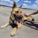 Malinois Mischling Ewya, 01/2025, ca. 60-65 cm