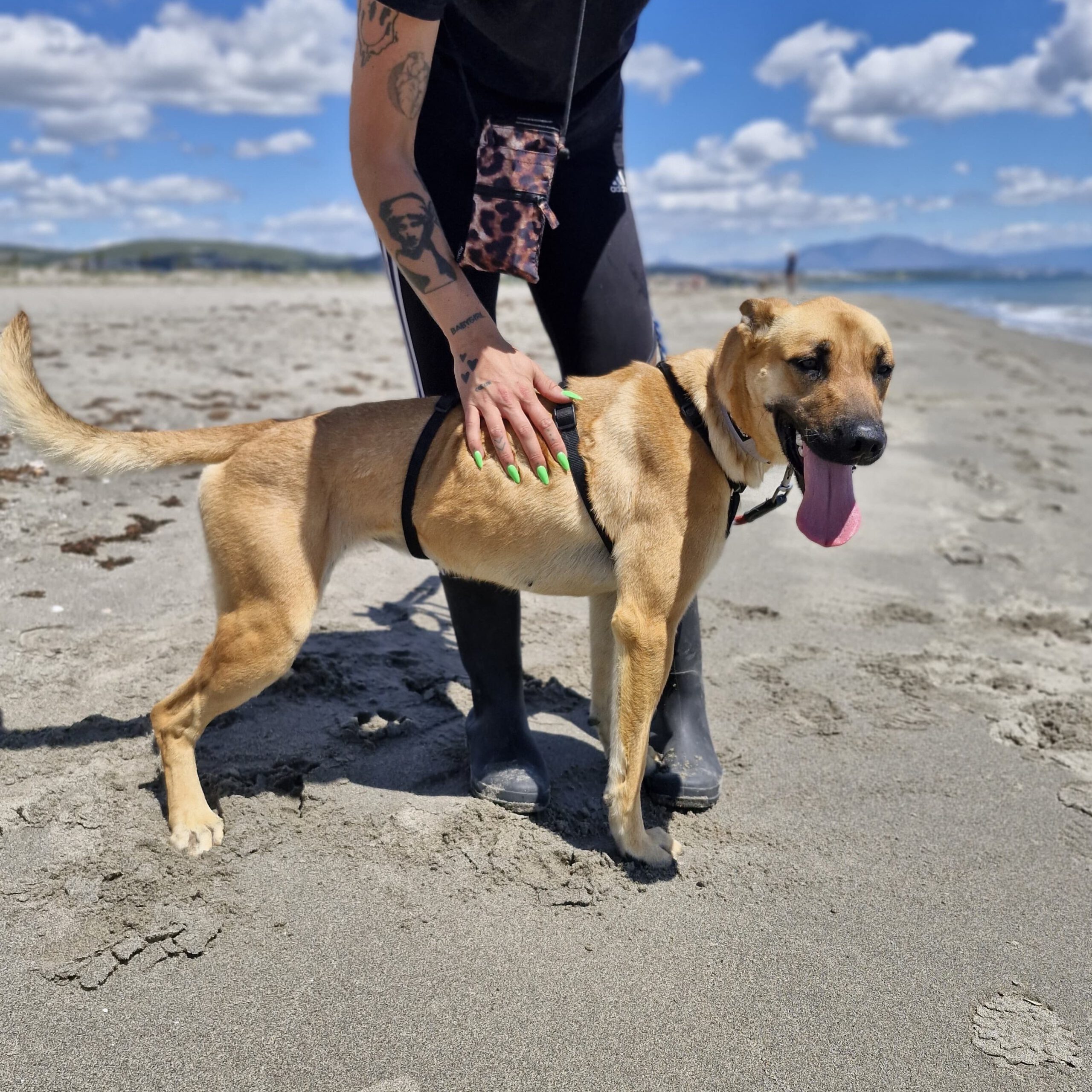 Malinois Mischling Ewya, 01/2025, ca. 60-65 cm