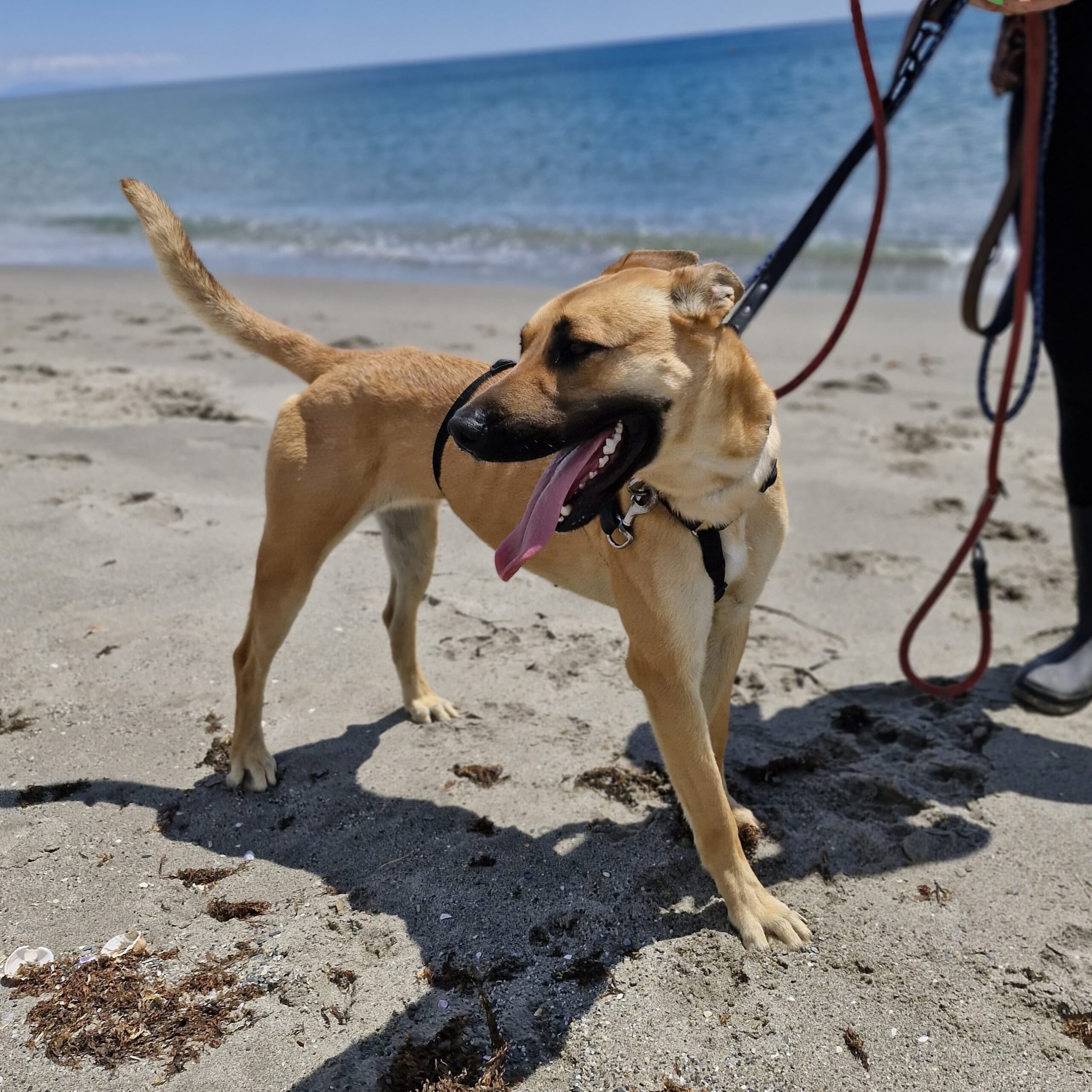 Malinois Mischling Ewya, 01/2025, ca. 60-65 cm