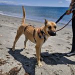 Malinois Mischling Ewya, 01/2025, ca. 60-65 cm