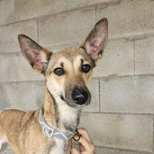 Podenco Mischling Finja, 11/2024, ca. 35 cm