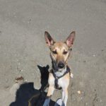 Podenco Mischling Finja, 11/2024, ca. 35 cm