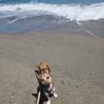Podenco Mischling Finja, 11/2024, ca. 35 cm
