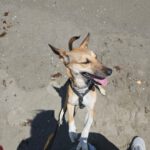 Podenco Mischling Finja, 11/2024, ca. 35 cm