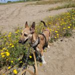 Podenco Mischling Finja, 11/2024, ca. 35 cm