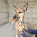 Podenco Mischling Finja, 11/2024, ca. 35 cm