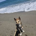 Podenco Mischling Finja, 11/2024, ca. 35 cm