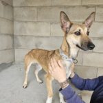 Podenco Mischling Finja, 11/2024, ca. 35 cm