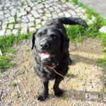 Wasserhund-Labrador-Mischling Flow, 01/2022, ca. 58 cm