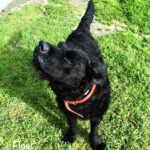 Wasserhund-Labrador-Mischling Flow, 01/2022, ca. 58 cm