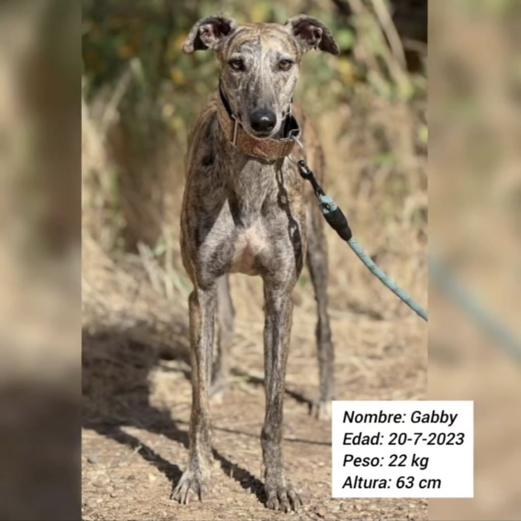 Galgo Gabby, 07/2023, ca. 63 cm