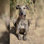 Galgo Gabby, 07/2023, ca. 63 cm
