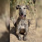 Galgo Gabby, 07/2023, ca. 63 cm