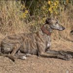 Galgo Gabby, 07/2023, ca. 63 cm