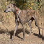 Galgo Gabby, 07/2023, ca. 63 cm