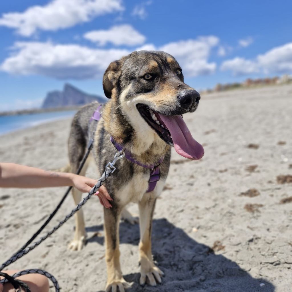 Mastin Mischling Godiva, 11/2023, ca. 60 cm