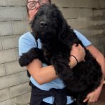 Wasserhund Mischling Goofy, 01/2026, ca.50 cm