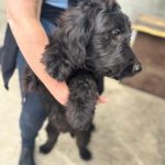 Wasserhund Mischling Goofy, 01/2026, ca.50 cm