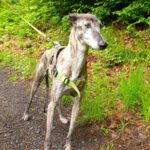 Galgo Guareña , 04/2017, ca. 63 cm, 53639 Königswinter
