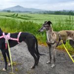 Galgo Guareña , 04/2017, ca. 63 cm, 53639 Königswinter